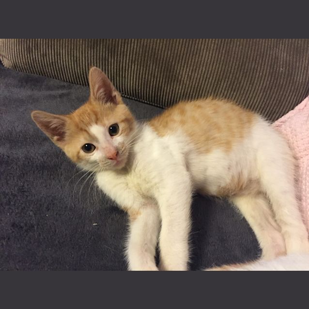 Photo of Sparky