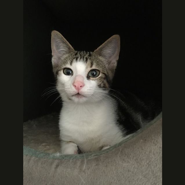 Photo of Mc Gee (Adoption Fee Reduced)