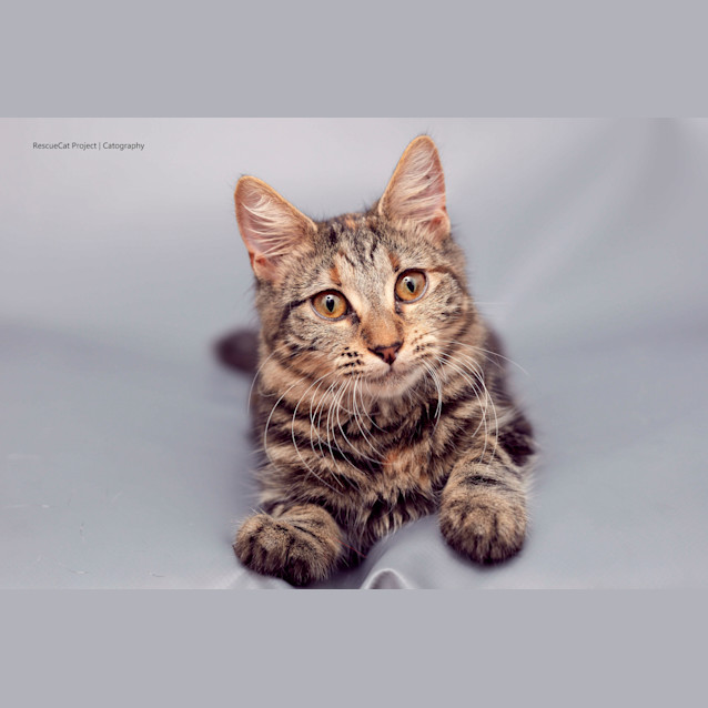 Photo of Rebel 