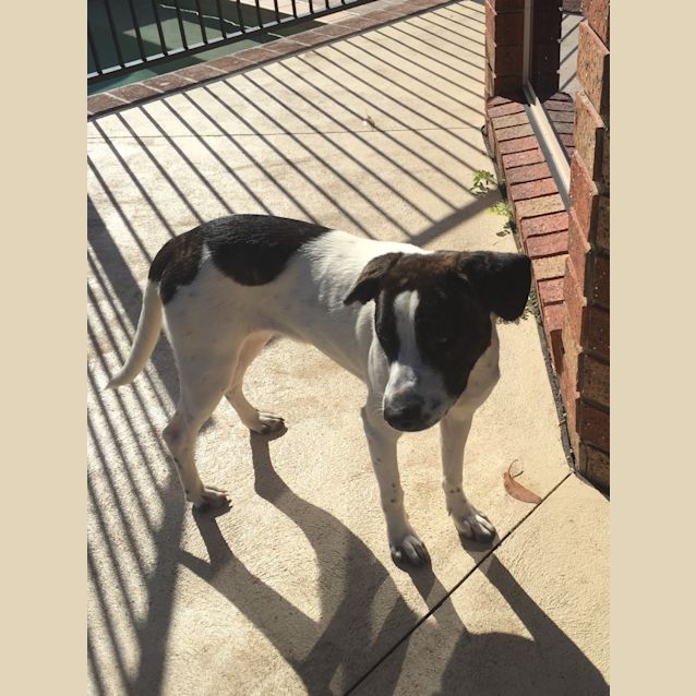 Photo of Daisy