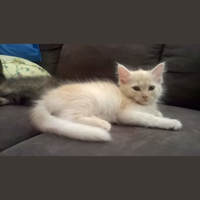 Photo of Angel * $100 For The This Month * Adoption Pending