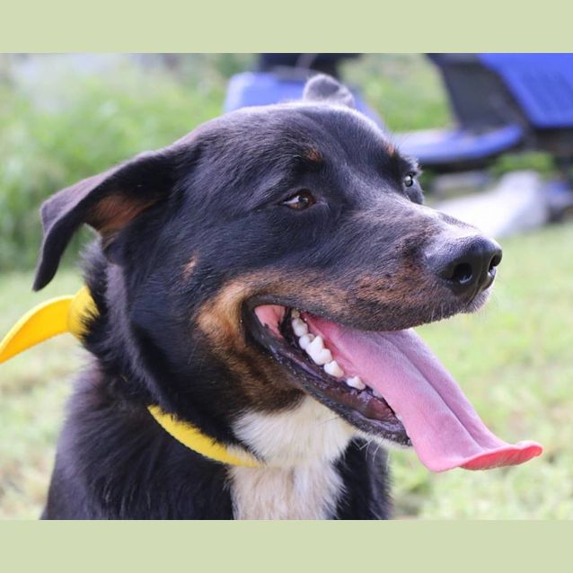 Photo of Perry (Adoption Pending)