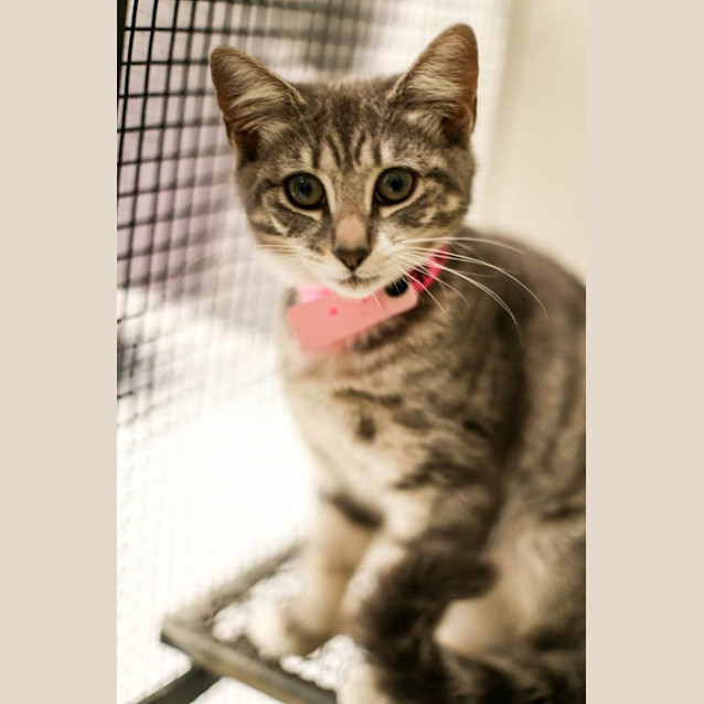 Photo of Beech (0643)