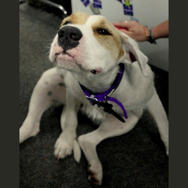 Photo of Ziggy Stardust