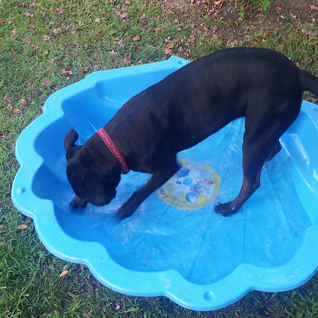 Photo of Poppy ~ Shar Pei X Staffy (On Trial 17/03/16)