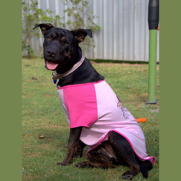 Photo of Poppy ~ Shar Pei X Staffy (On Trial 17/03/16)