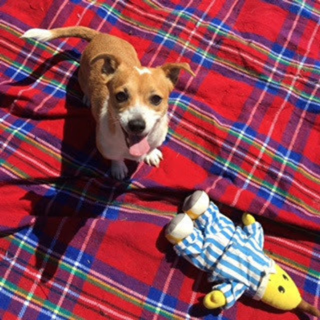 Photo of Cookie