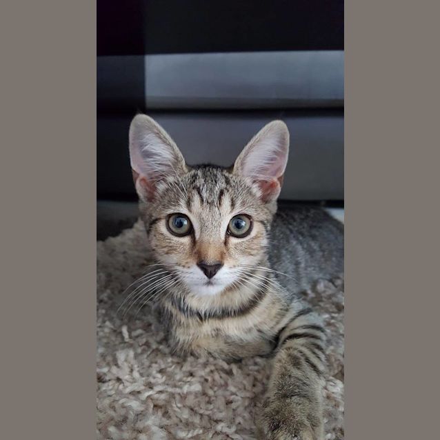 Photo of Pepsi