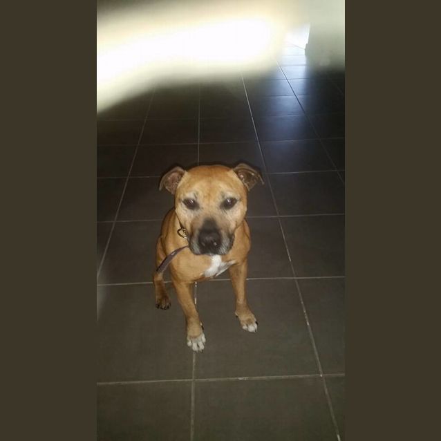 Photo of Chappie
