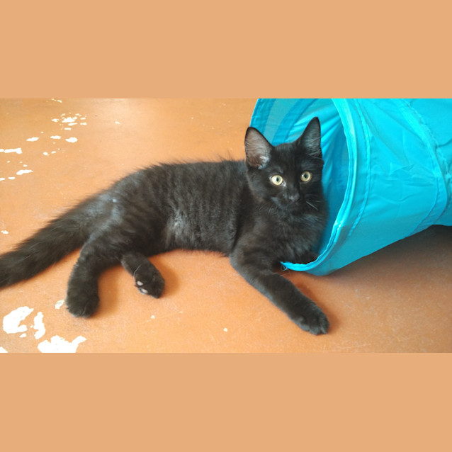 Photo of Ollie * $50 Only! *