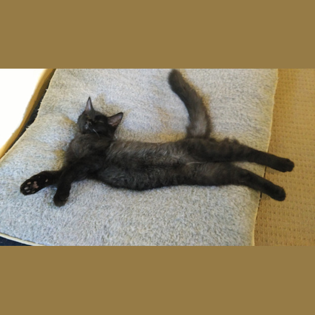 Photo of Ollie * $50 Only! *