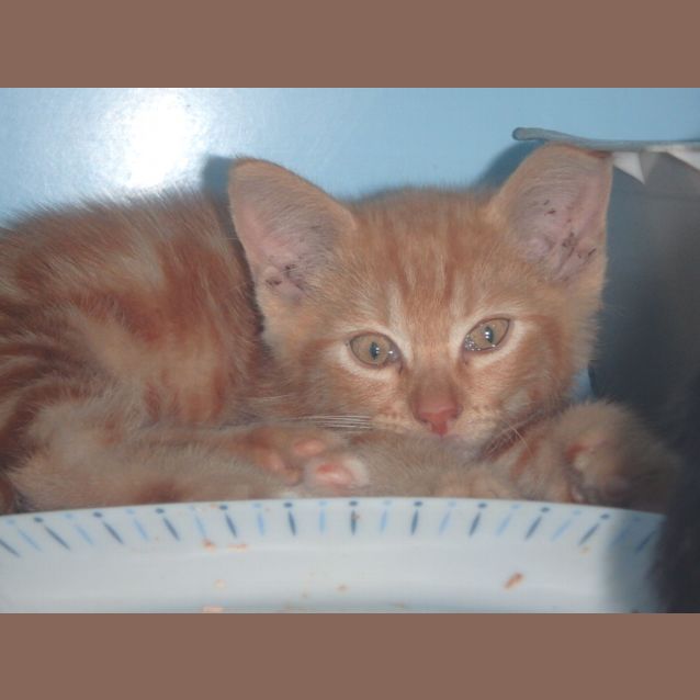 Photo of Weesley