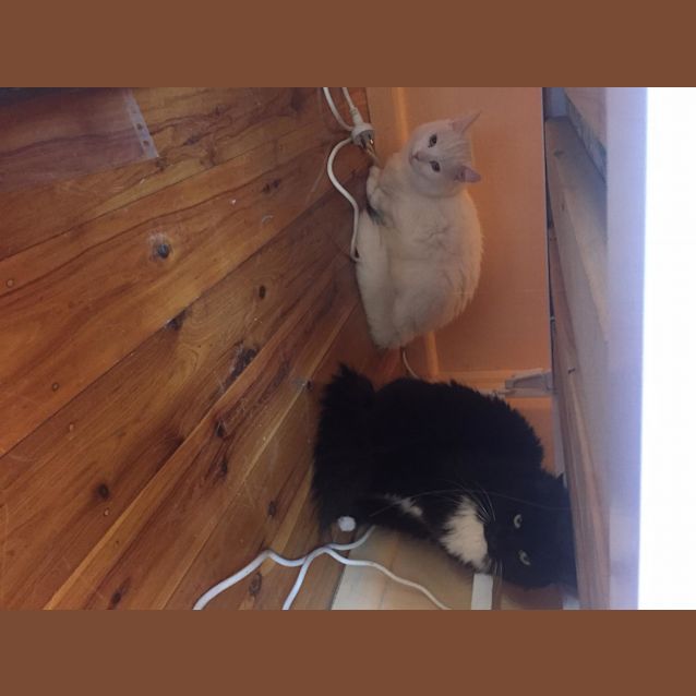Photo of Flash