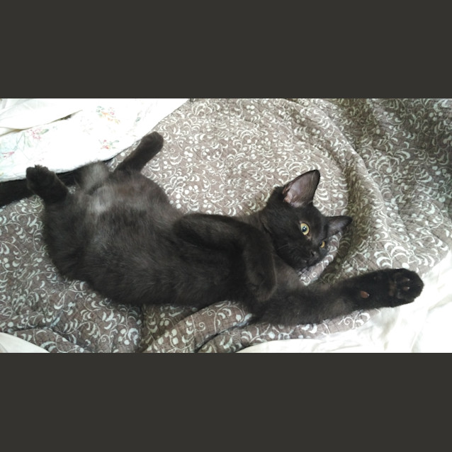 Photo of Ollie * $50 Only! *