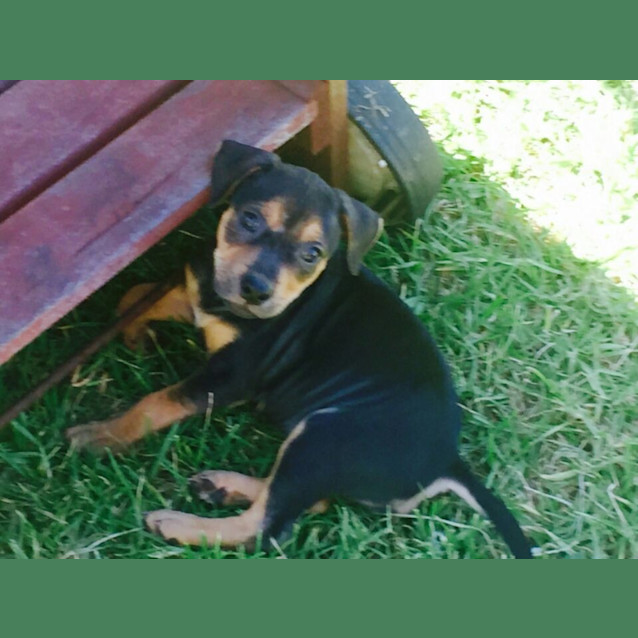 Photo of Coco The Puppy 