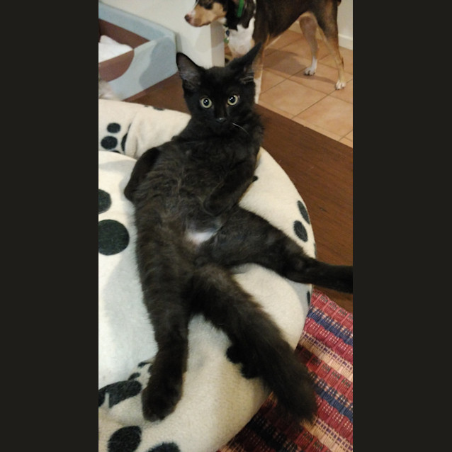 Photo of Ollie * $50 Only! *