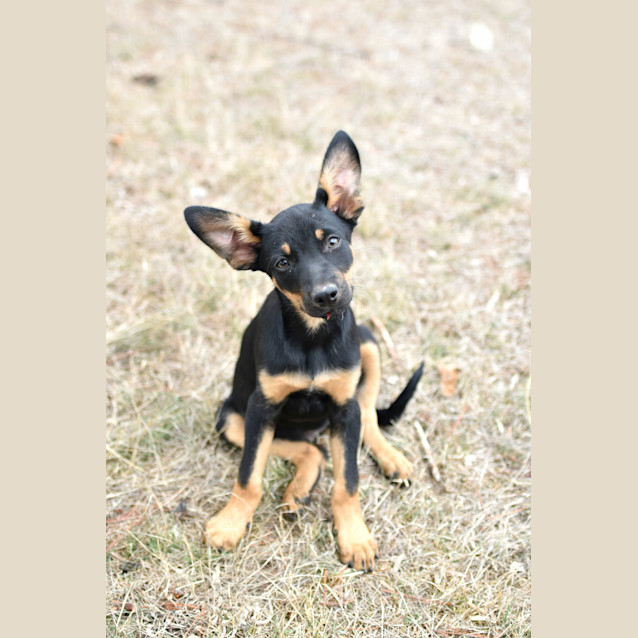 Photo of Ruby