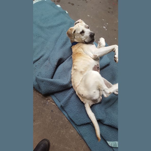 Photo of Daisy