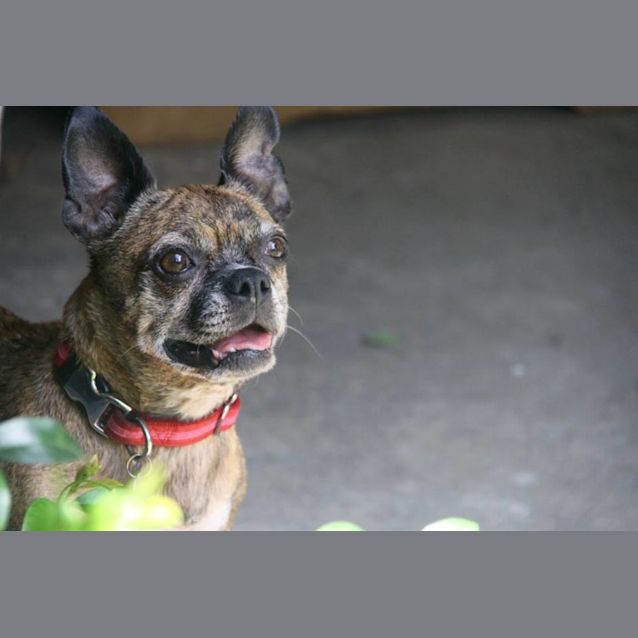 Photo of Betty Boop