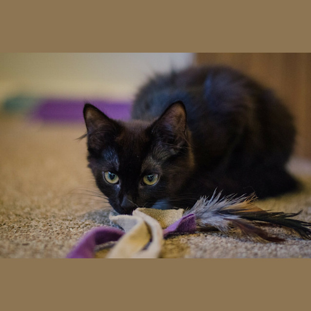 Photo of Rey (Cat/Dog/Child Friendly)