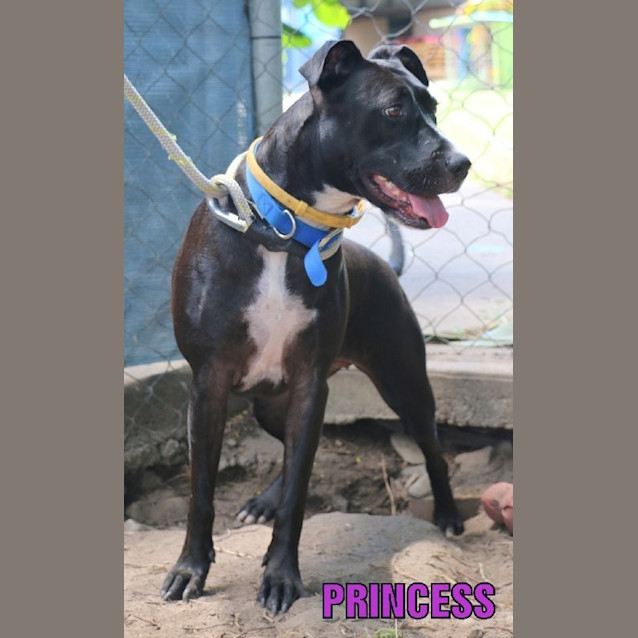 Photo of Princess