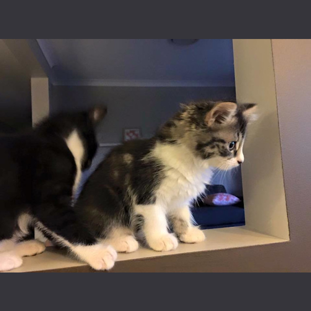 Photo of Domino And Madonna