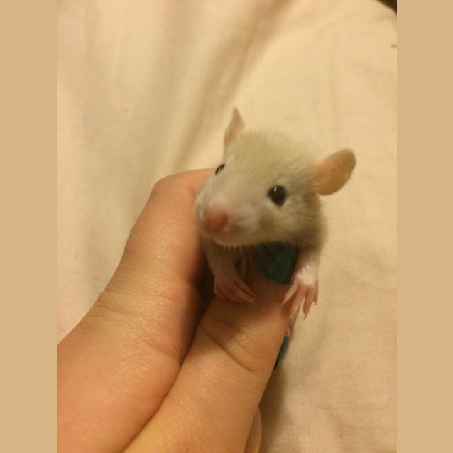 Photo of Remus