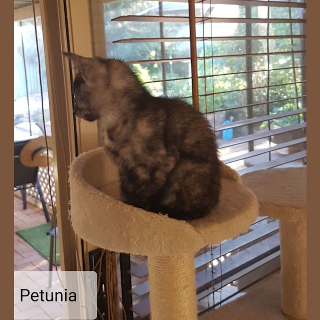 Photo of C1200 Petunia