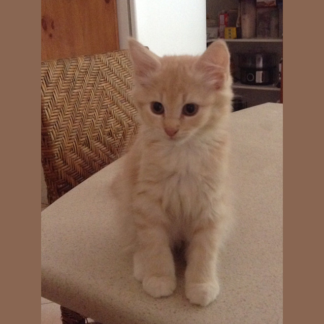 Photo of Wynston (Dog/Cat Friendly)
