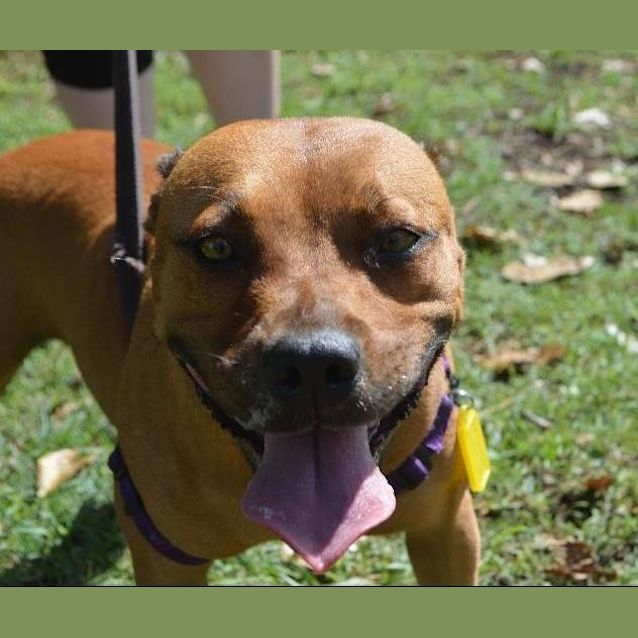 Photo of Pocket Rocket