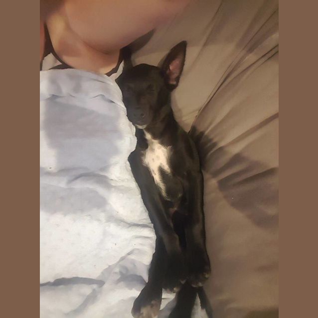 Photo of Chico