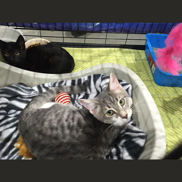 Photo of Adoption Day Sunday 6th March