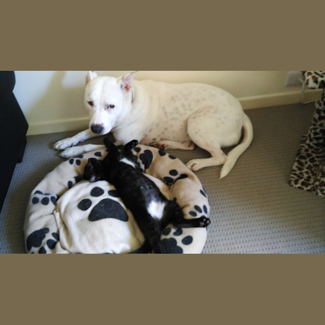 Photo of Ruby * $100 This Month Only! *