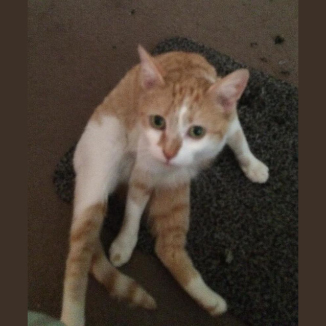 Photo of Candy ($25 Adoption Fee)