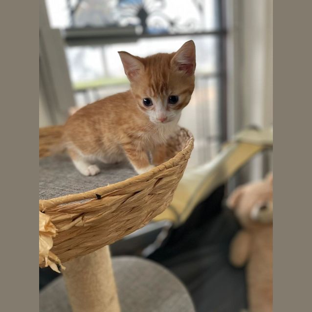 Photo of Waffle