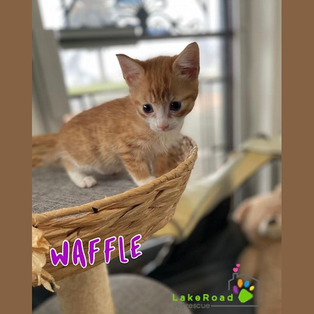 Photo of Waffle