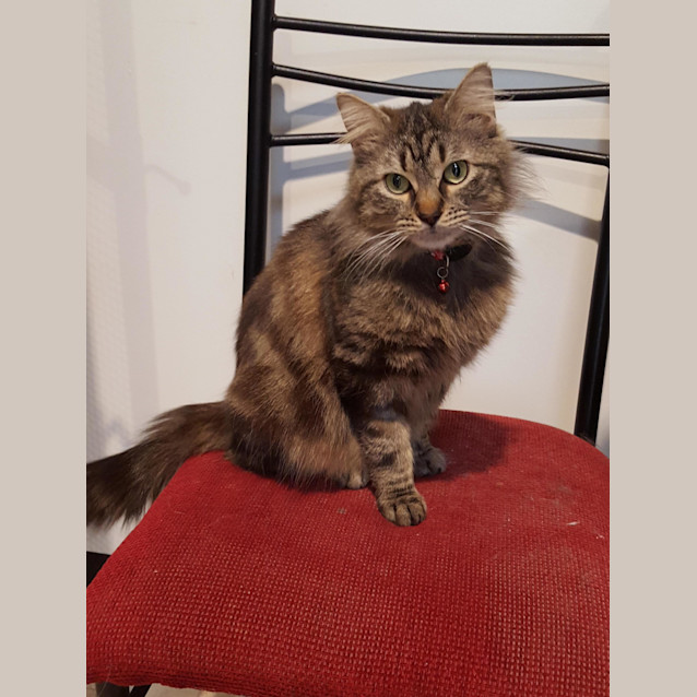 Photo of Arnie Now Mochi