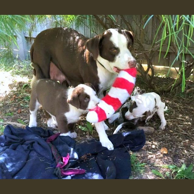 Photo of Puppies!!! Group Meet 14/03 1pm In Croydon!