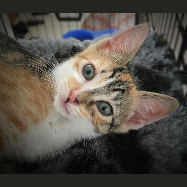 Photo of Briony *•Adopt Me•* Energetic, Loving & Stunning! 