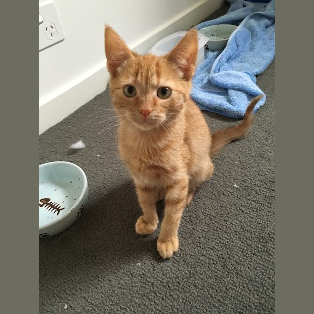 Photo of Adoption Day Sunday 6th March