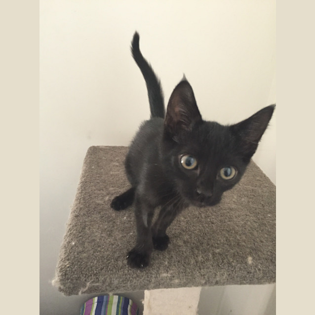 Photo of Adoption Day Sunday 6th March