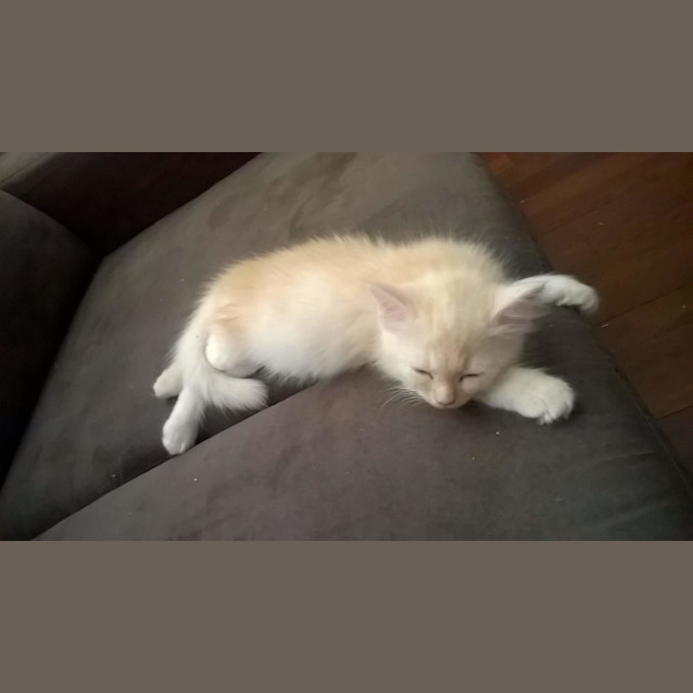Photo of Angel * $100 For The This Month * Adoption Pending