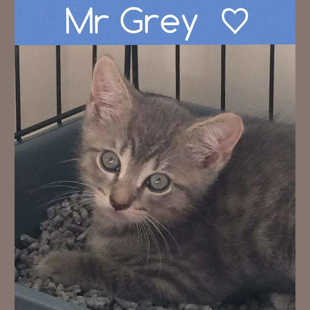 Photo of Mr Grey