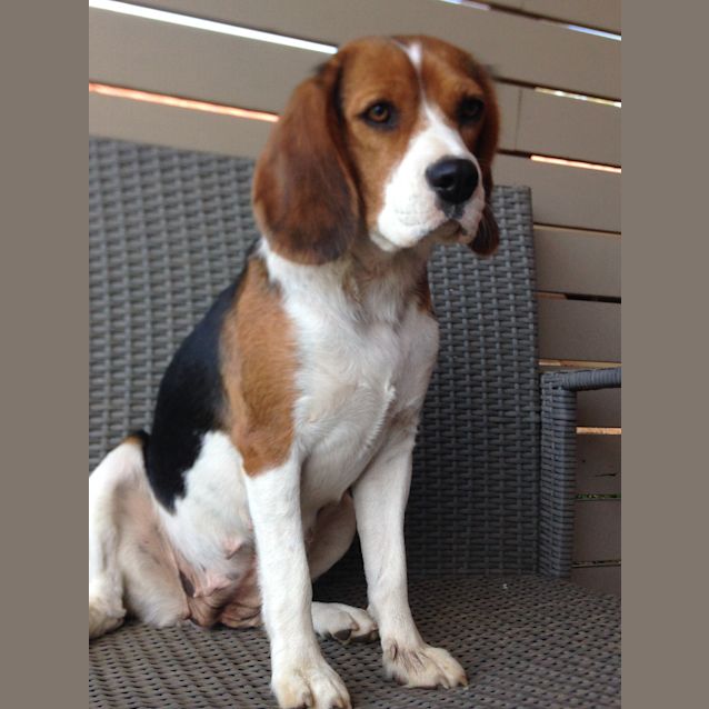 Photo of Aurora   Sweet & Soft Natured