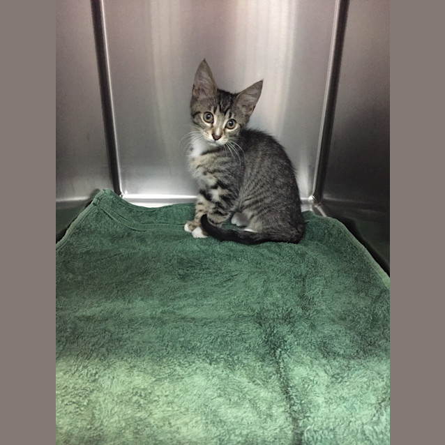 Photo of Adoption Day Sunday 6th March