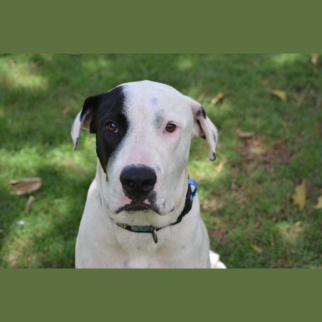 Photo of Banjo