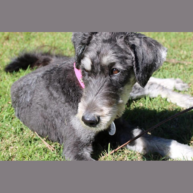 Photo of Sasha *Adoption Pending*