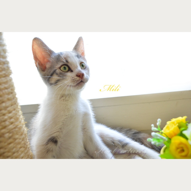 Photo of Milli 