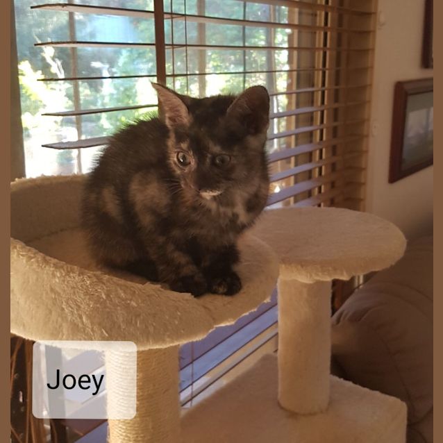 Photo of C1201  Joey