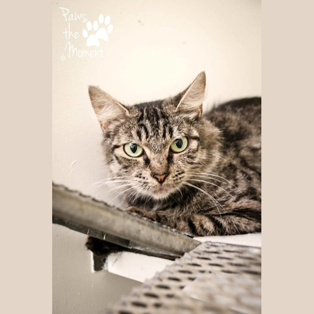 Photo of Rose (0814)